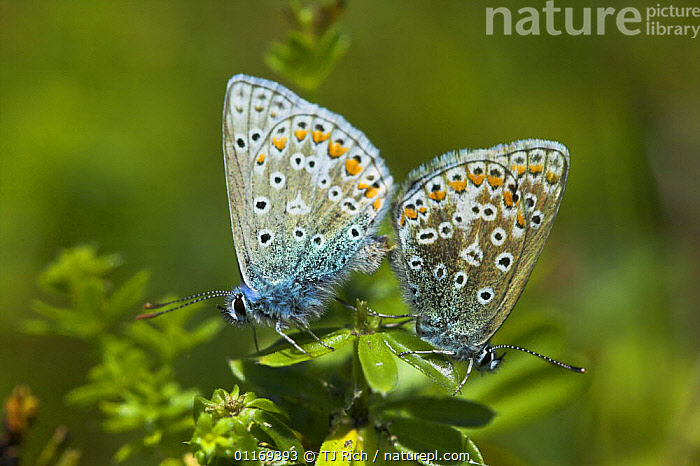 Stock Photo Of Common Blue Butterflies Mating Polyommatus Icarus stock-photo-of-common-blue-butterflies-mating-polyommatus-icarus