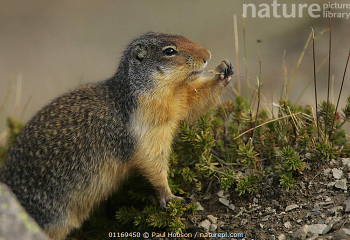 Stock photo of Columbian ground squirrel {Spermophilus columbianus ...