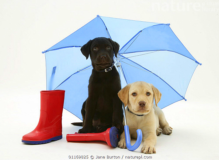 Labrador print store wellies