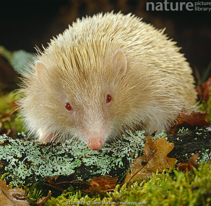 Stock photo of Albino Hedgehog {Erinaceus europaeus} captive. Available ...
