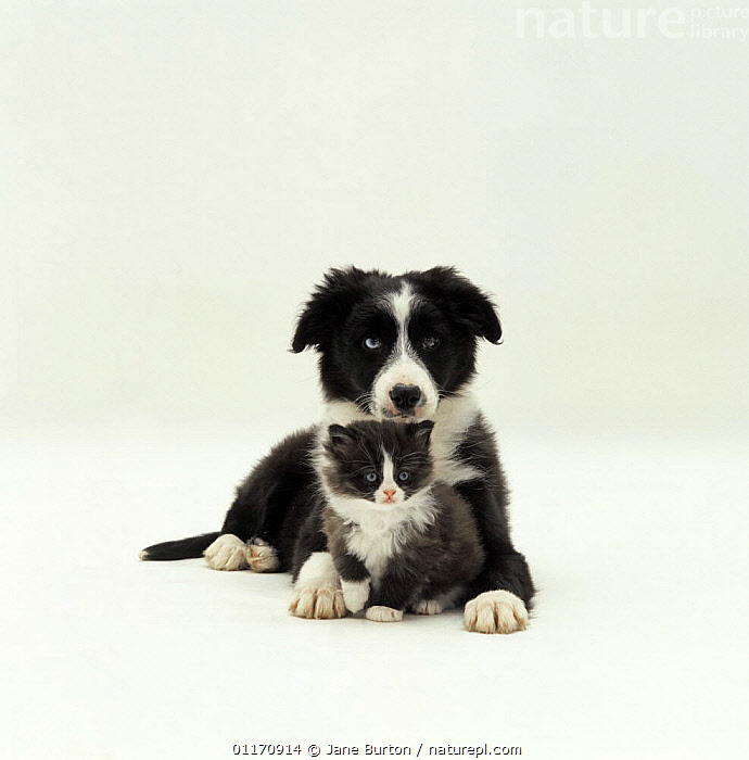 12 week old collie clearance puppy