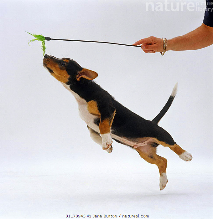 Jack russell best sale terrier jumping