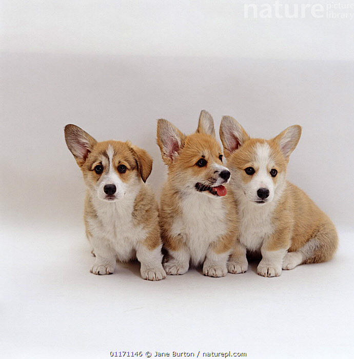 Corgi Puppies: Is a Corgi Puppy a Good Family Dog? – Wild One