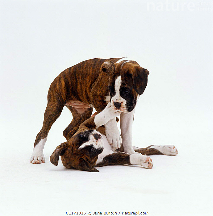 Brindle and hot sale white boxer