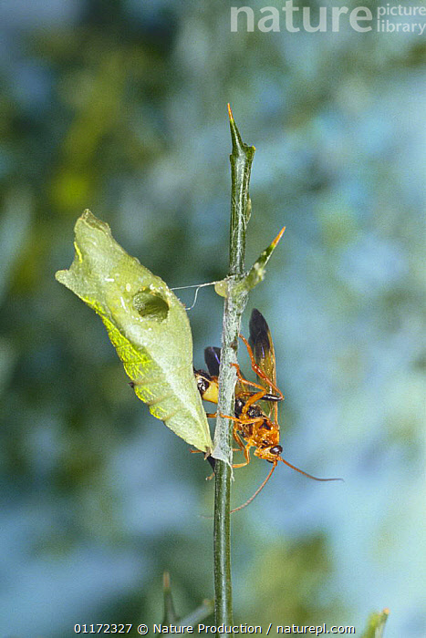 Stock photo of Parasitic wasp {Trogus mactator} recently