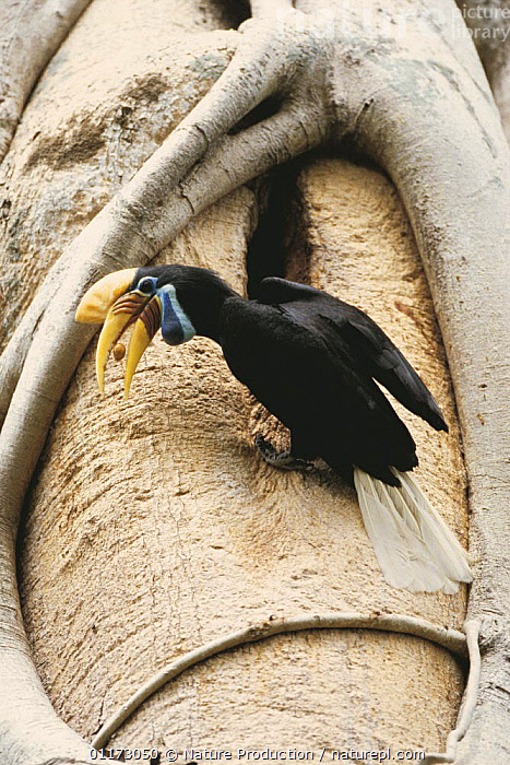Stock photo of Sulawesi red nosed / knobbed hornbill {Aceros cassidix