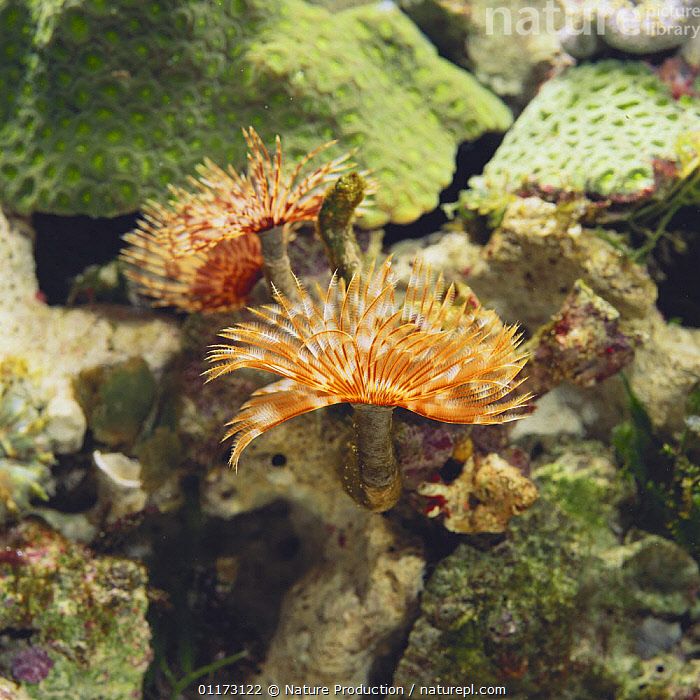 Stock photo of Feather Duster Worm {Sabellastarte japonica} with crown