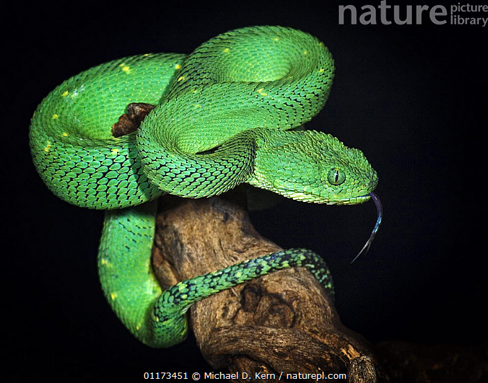 Western bush viper (Atheris chlorechis) close-up, captive (native to  Western Africa) Stock Photo