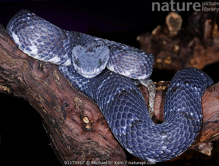 Variable Viper Stock photo of Variable / African bush viper snake {Atheris squamiger ...