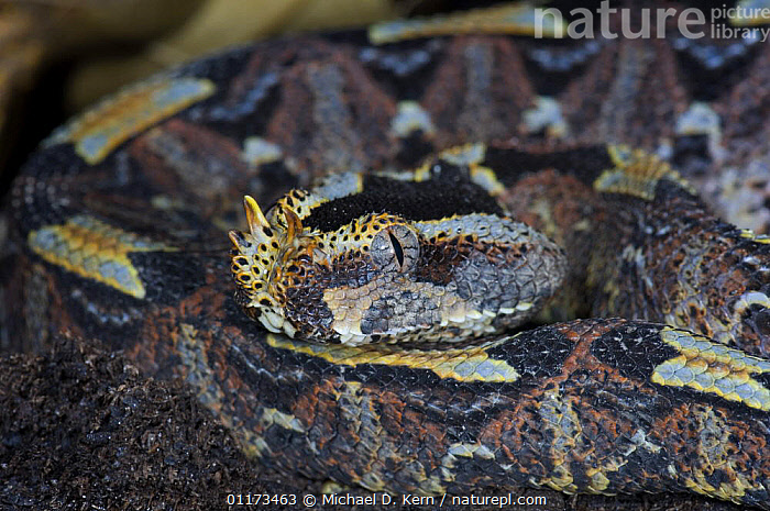 Stock photo of Rhinoceros horned viper snake Bitis nasicornis captive