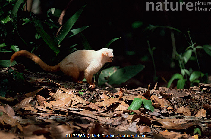 Stock photo of Silky / Golden white tassel ear Marmoset (Mico