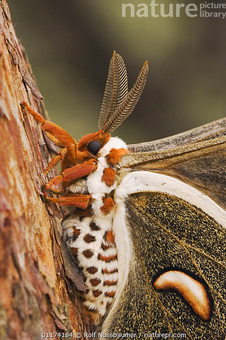 Stock photo of Cecropia Moth {Hyalophora cecropia} adult resting on ...