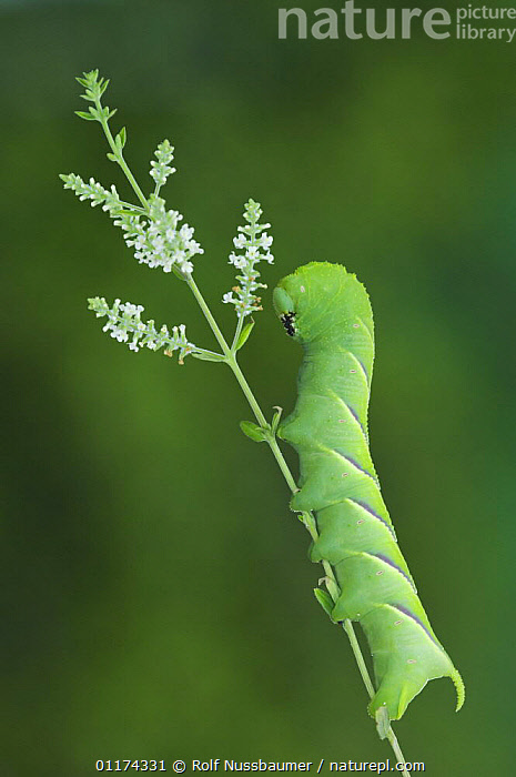 Stock photo of Caterpillar larva of Rustic Sphinx Moth {Manduca rustica ...