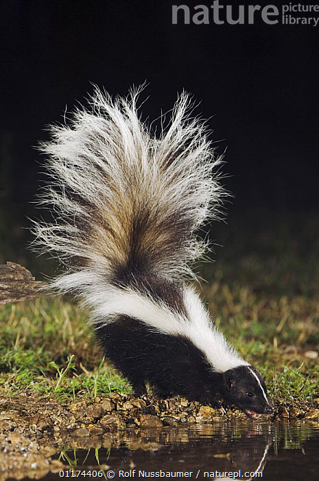 Texas Skunks Stock photo of Striped Skunk {Mephitis mephitis} drinking at night ...