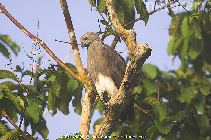 Stock photo of Lesser Fish Eagle (Ichthyophaga humilis) perched on