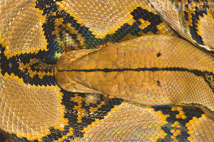 Stock photo of Reticulated Python (Python reticulata), Close-up detail ...