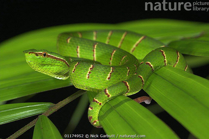 Stock photo of Wagler's / Temple pitviper (Tropidolaemus wagleri) on ...