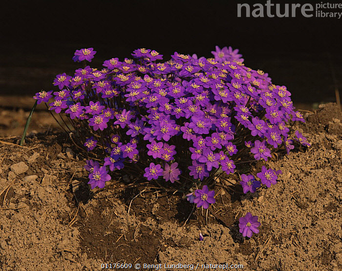 Stock photo of Sharp lobed hepatica {Hepatica nobilis} flowering ...