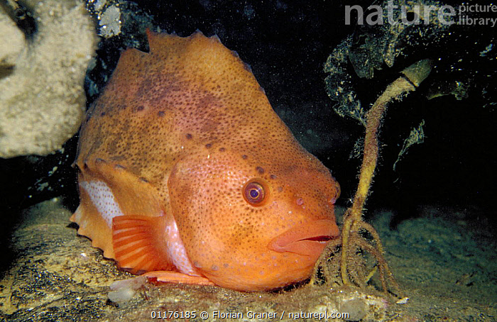 Hen Fish Stock photo of Lumpsucker (Cyclopterus lumpus), Norway. Available for ...