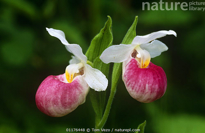 Lady slippers for online sale