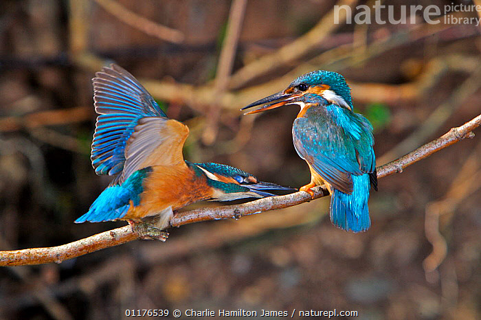 Stock photo of Common kingfisher {Alcedo atthis} juvenile (left) in submissive  posture…. Available for sale on www.naturepl.com