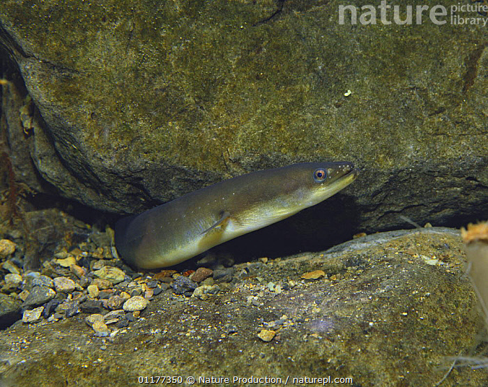 Stock photo of Japanese eel {Anguilla japonica} emerging from behind rock, Motosu Lake