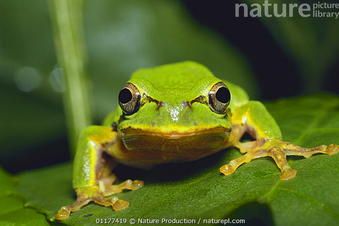 Stock photo of Japanese Tree Frog Hyla japonica Japan, july