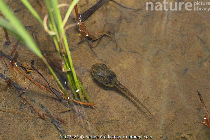 tadpole of Tree frog