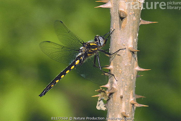 Stock photo of Dragonfly {Epitheca marginata} Japan, may. Available for ...