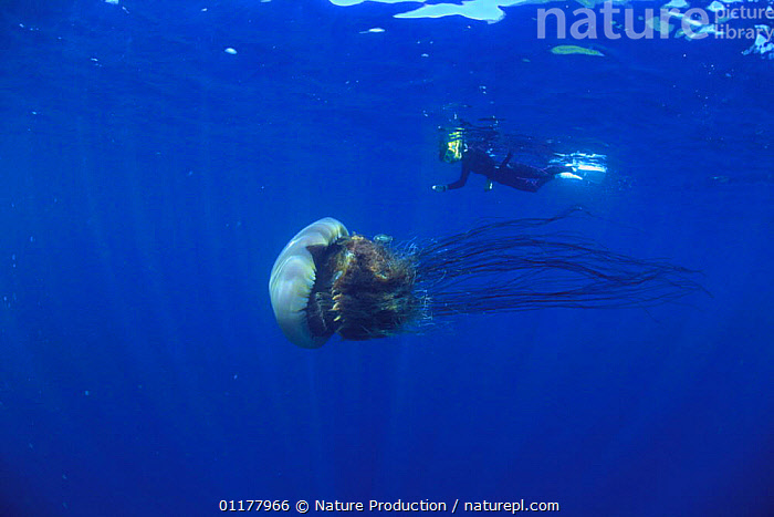 Stock photo of Diver with Nomura's / Sand Jellyfish {Nemopilema nomurai ...
