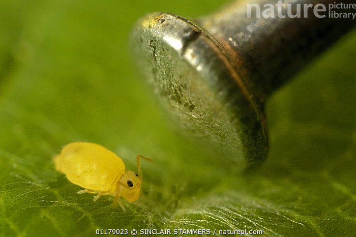 Stock photo of Springtail (Deuterosminthurus pallipes) feeding on ...