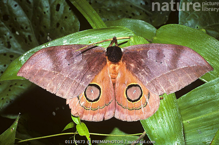 Stock photo of Saturniid moth(Automeris bilinea) front wings open ...