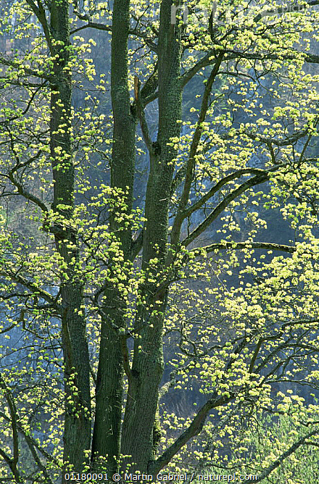 Sycomore Tree Germany Stock photo of Sycamore tree {Acer pseudoplatanus} new leaves in spring ...