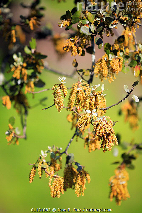 Stock photo of Holm Oak tree {Quercus ilex} flowering, Caminomorisco ...