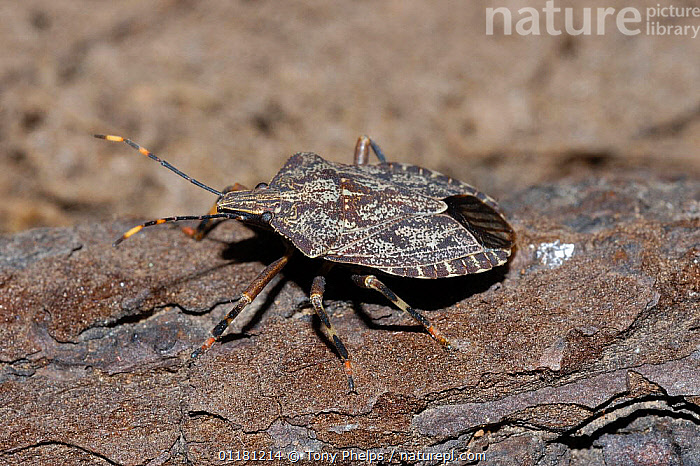 Stock photo of Bark stink bug {Coenomorpha sp} Little Karoo, South ...