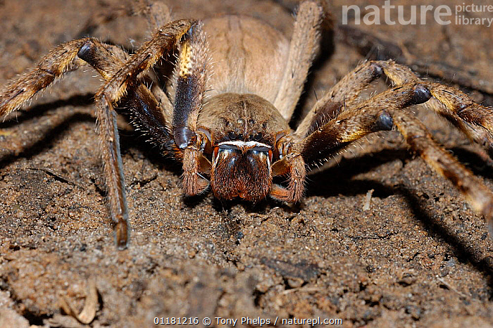 39 African Rain Spider Images, Stock Photos, 3D objects, & Vectors