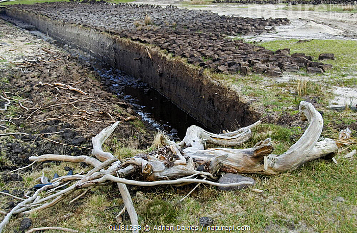 Stock photo of Bog oak tree roots dug from peat bog, Achill Island ...