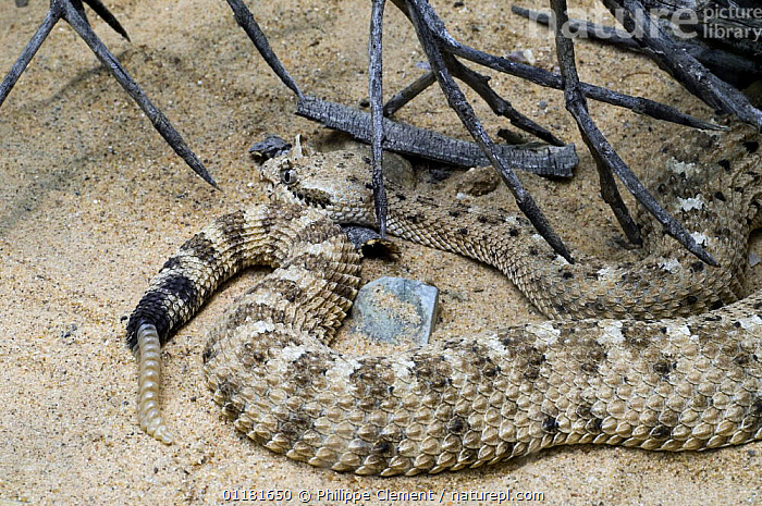 Sand Rattler Stock photo of Sidewinder rattlesnake (Crotalus cerastes) in sand ...