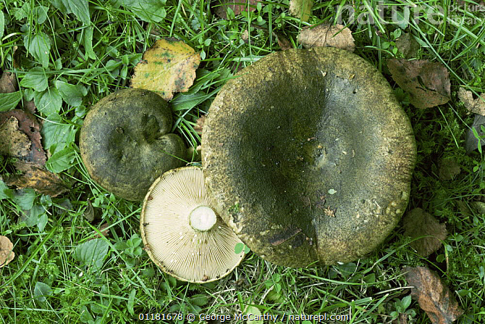 Stock Photo Of Ugly Milk Cap Fungus Lactarius Turpis Uk Available