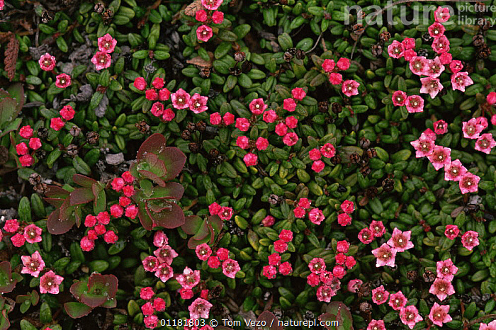 Stock photo of Trailing / alpine azalea {Kalmia procumbens} flowering ...