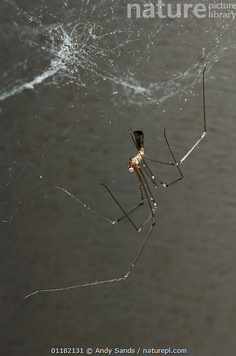 Daddy Long Legs Spider Royalty-Free Images, Stock Photos