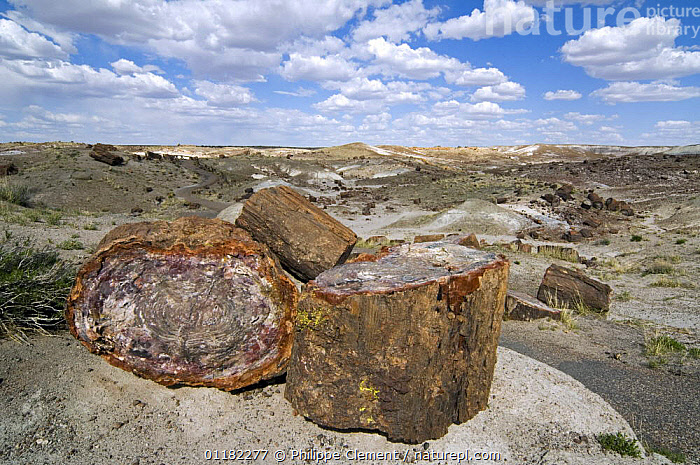 Stock photo of Cross-section of petrified wood showing colourful ...