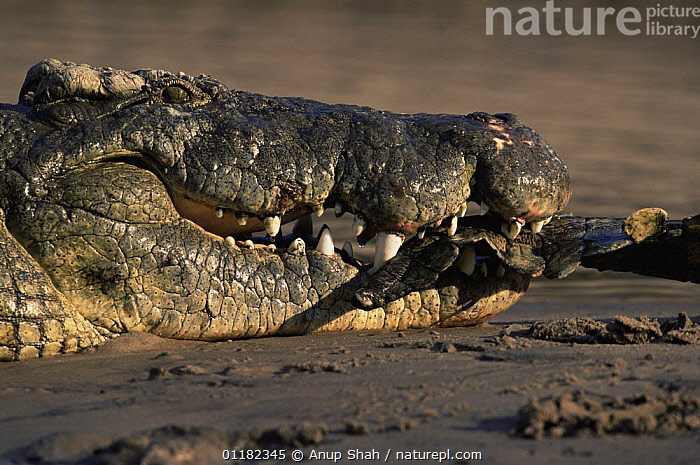 Nile Crocodile Tails