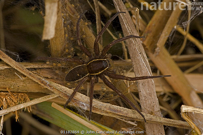 Stock photo of Fen raft spider {Dolomedes plantarius} mother guarding ...