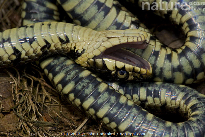 Stock photo of Grass snake Natrix natrix laying on its back with