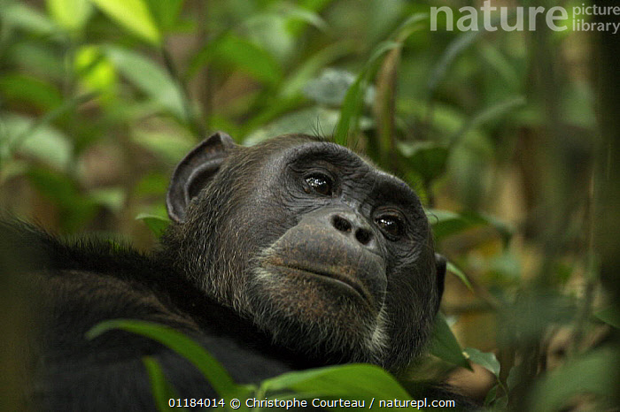 Stock photo of Wild chimpanzee (Pan troglodytes schweinfurthii
