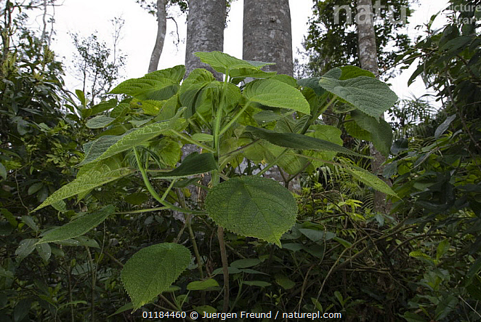 Stock photo of Giant Stinging Tree (Urticastrum gigas) Australia ...