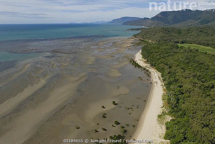 Stock photo of Aerial view of mangrove forest and beach near Cairns ...