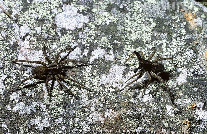 Stock photo of Spotted wolf spider (Pardosa amentata) male (right ...