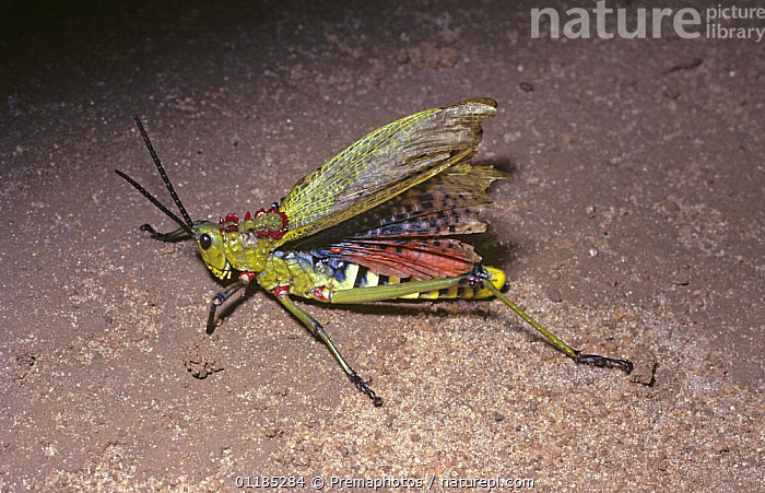 Stock photo of Grasshopper (Phymateus viridipes) male flashing his ...